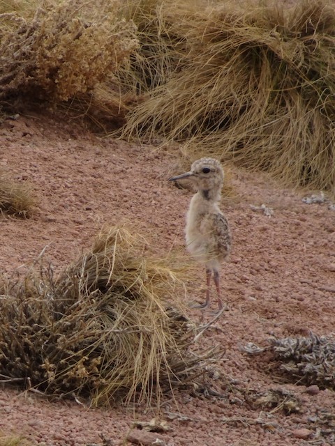 Natal Down in Tawny-throated Dotterel. - Tawny-throated Dotterel - 