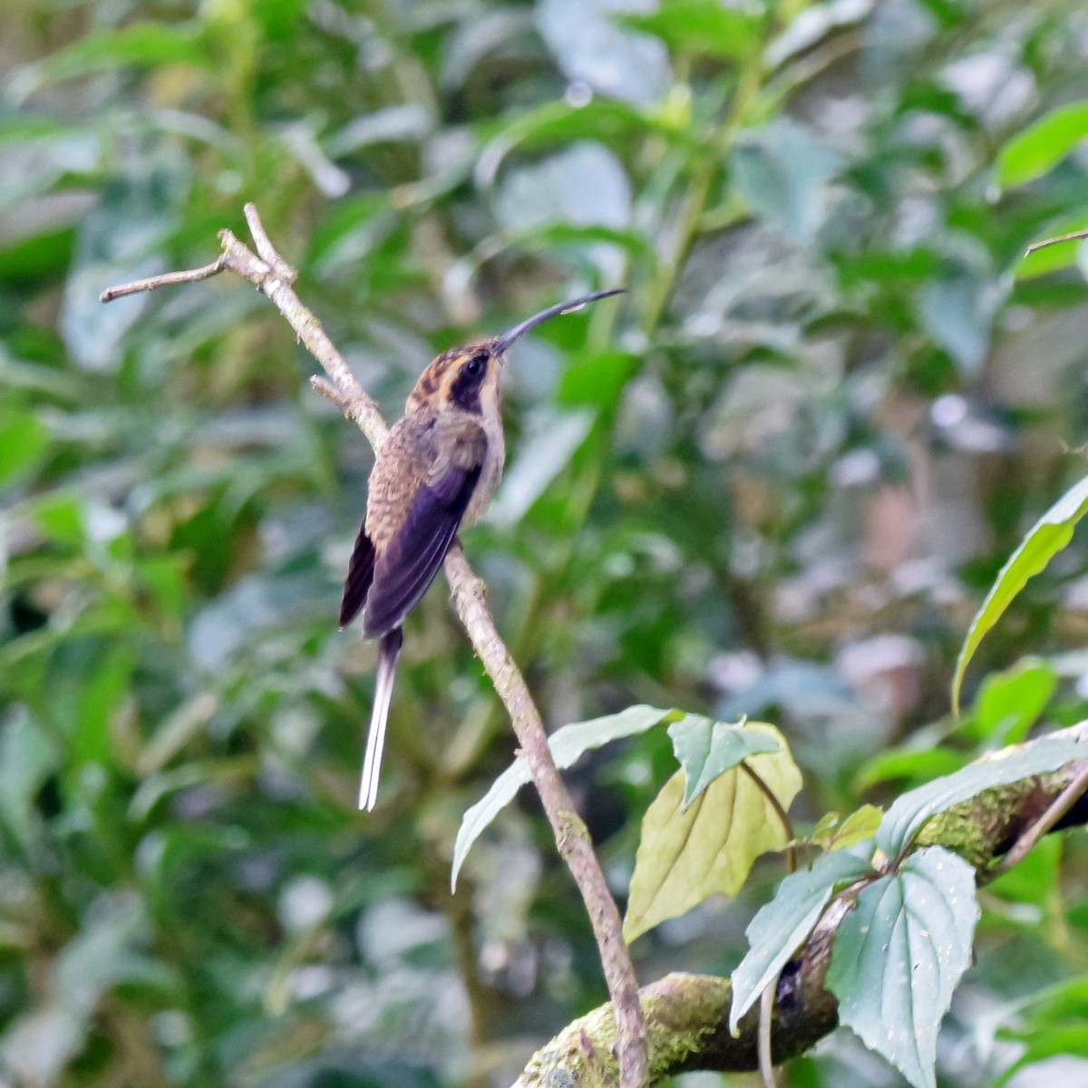 Scale-throated Hermit - ML237181781