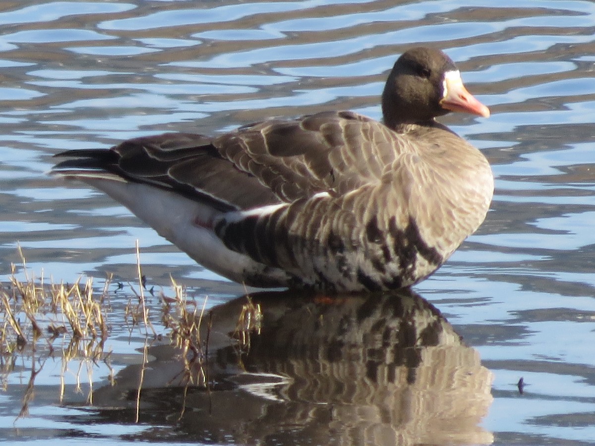Greater White-fronted Goose - Kent Forward
