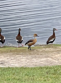Fulvous Whistling-Duck, ML237188801