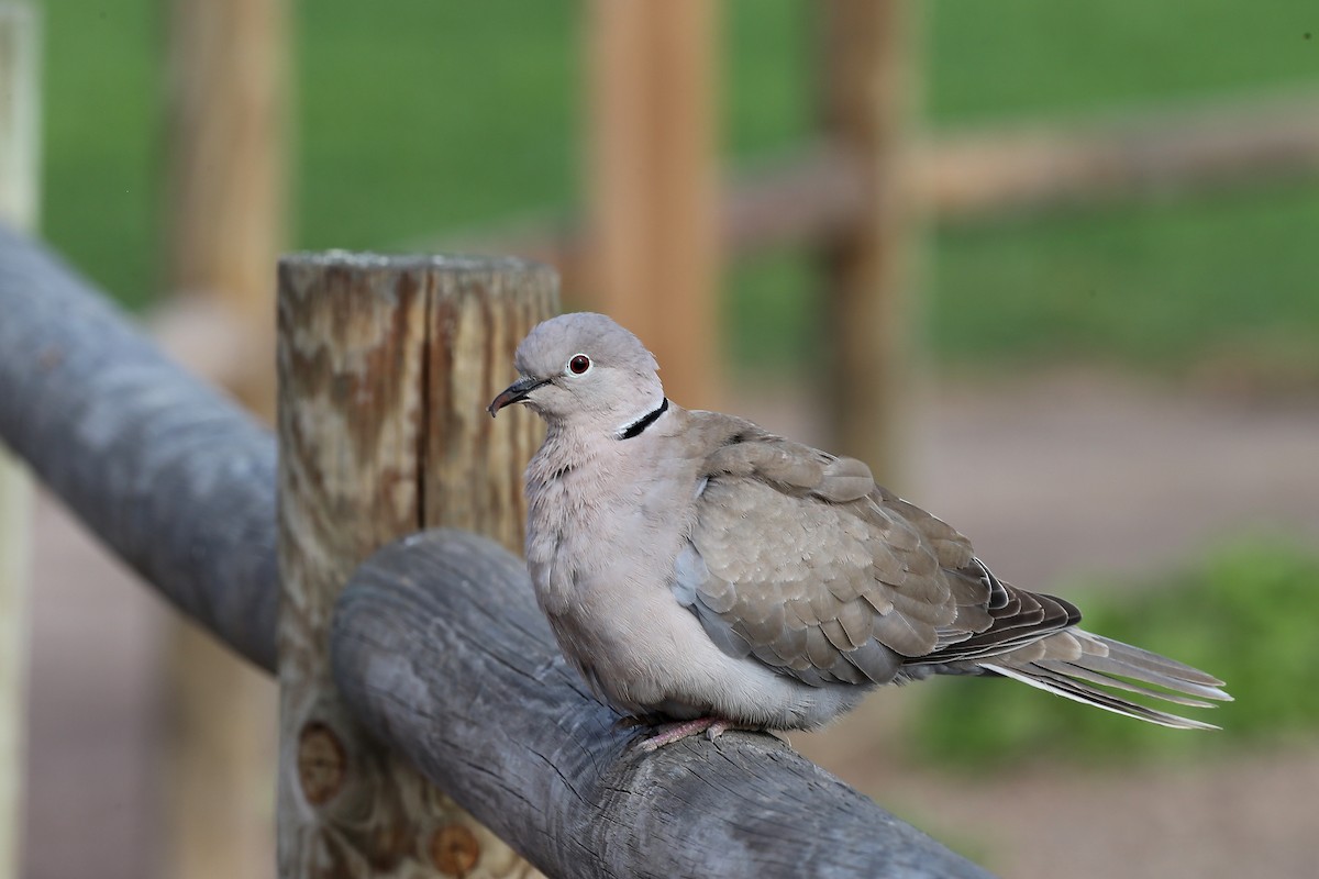 Eurasian Collared-Dove - Holger Teichmann