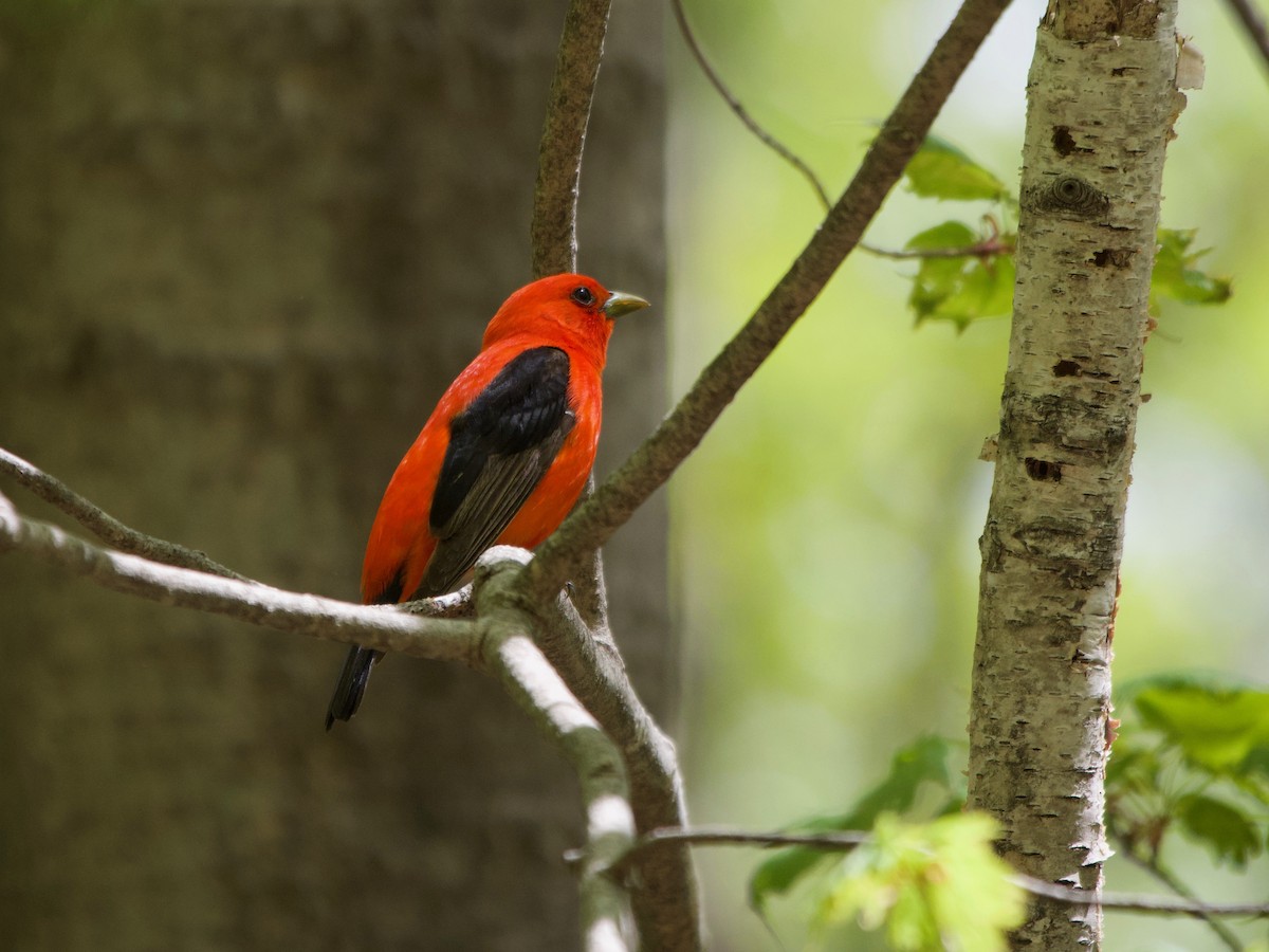 Scarlet Tanager - ML237200991