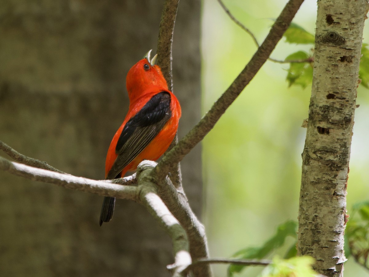 Scarlet Tanager - ML237201071