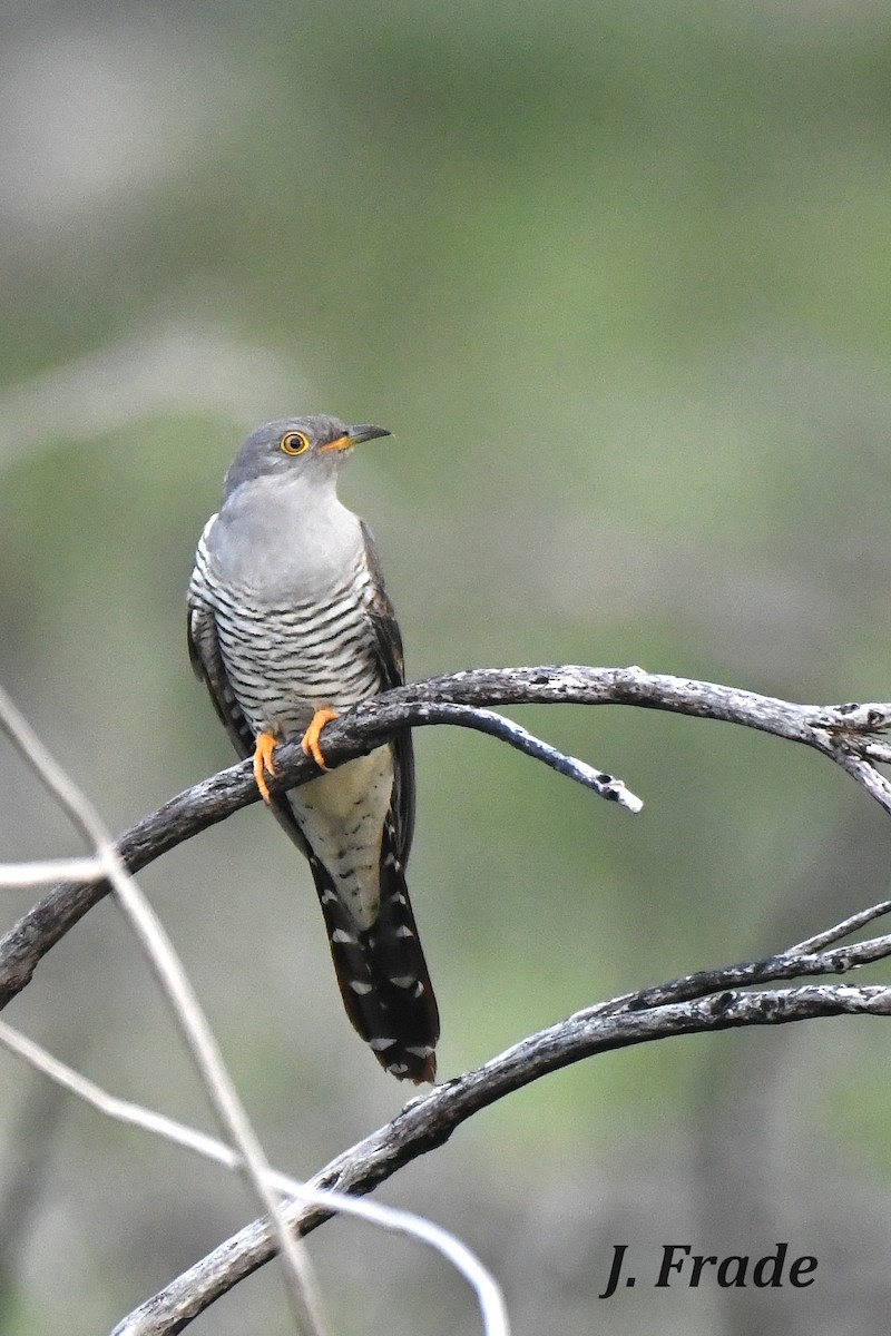 Common Cuckoo - ML237202061