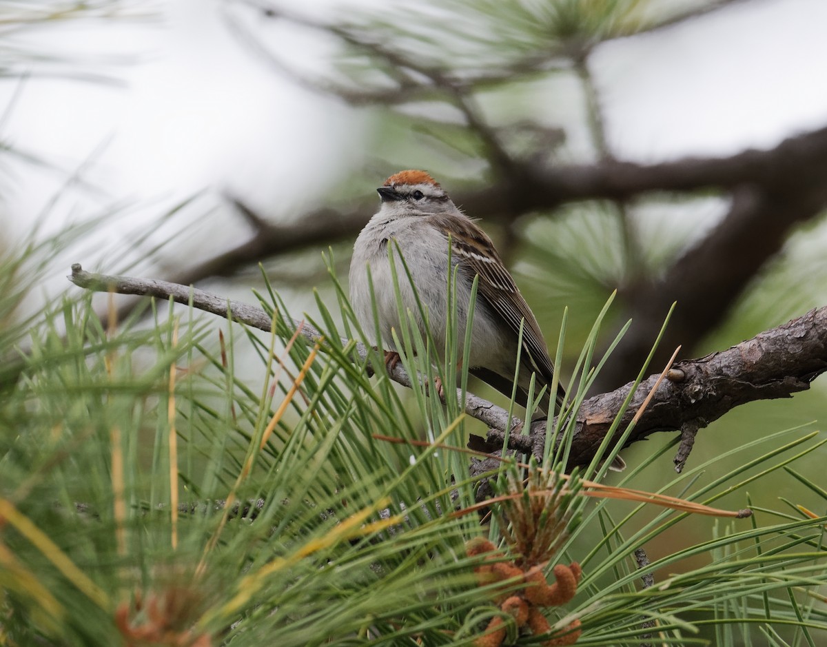 Chipping Sparrow - ML237204671