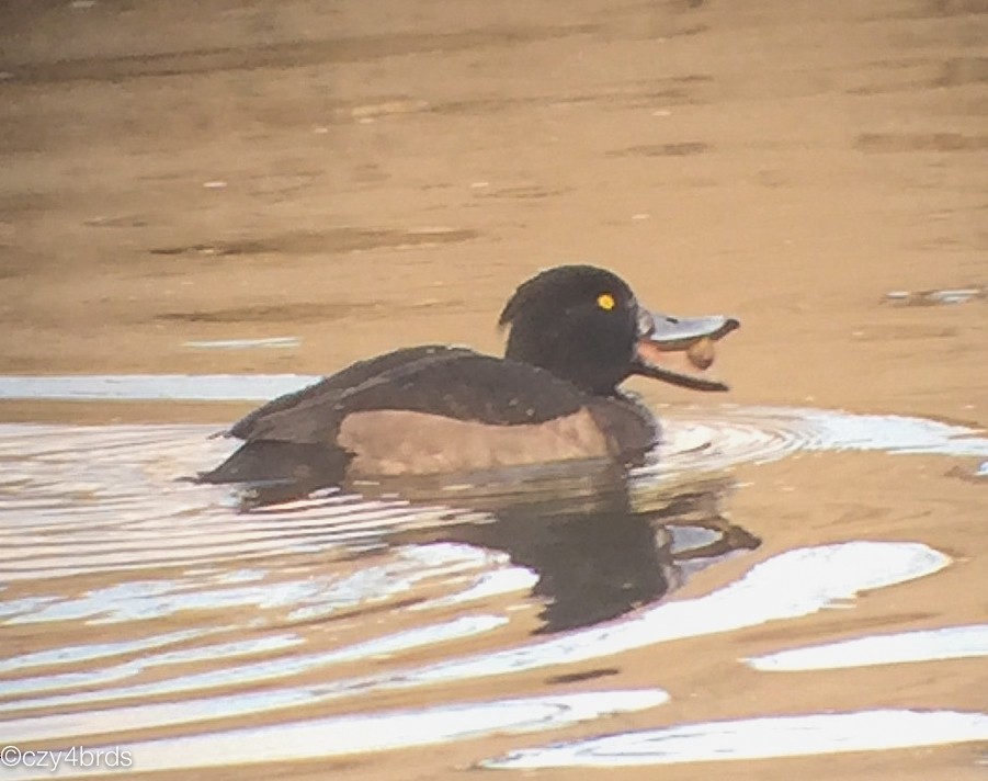 Tufted Duck - ML23720821