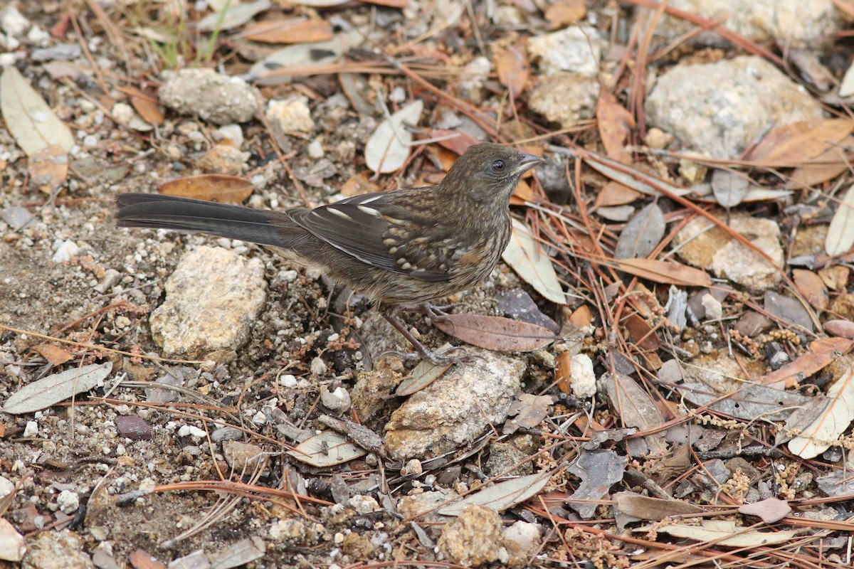 Spotted Towhee (maculatus Group) - ML237210291