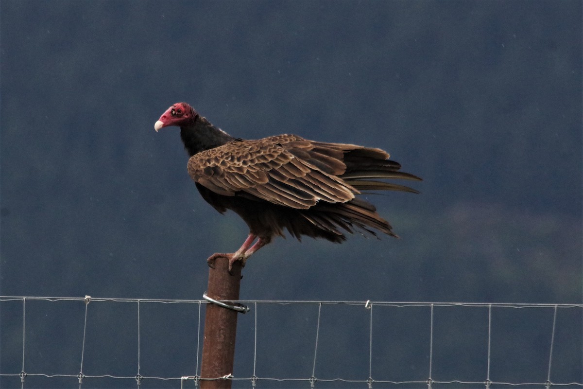 Turkey Vulture - ML237215951
