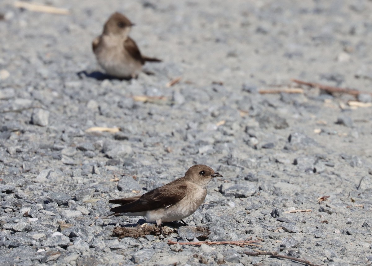 Northern Rough-winged Swallow - Alan Kneidel