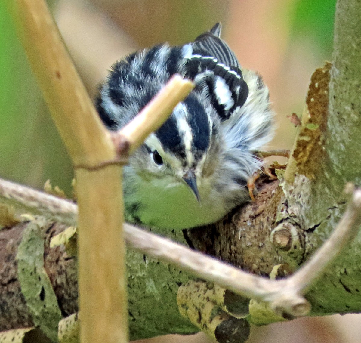 Black-and-white Warbler - Shilo McDonald