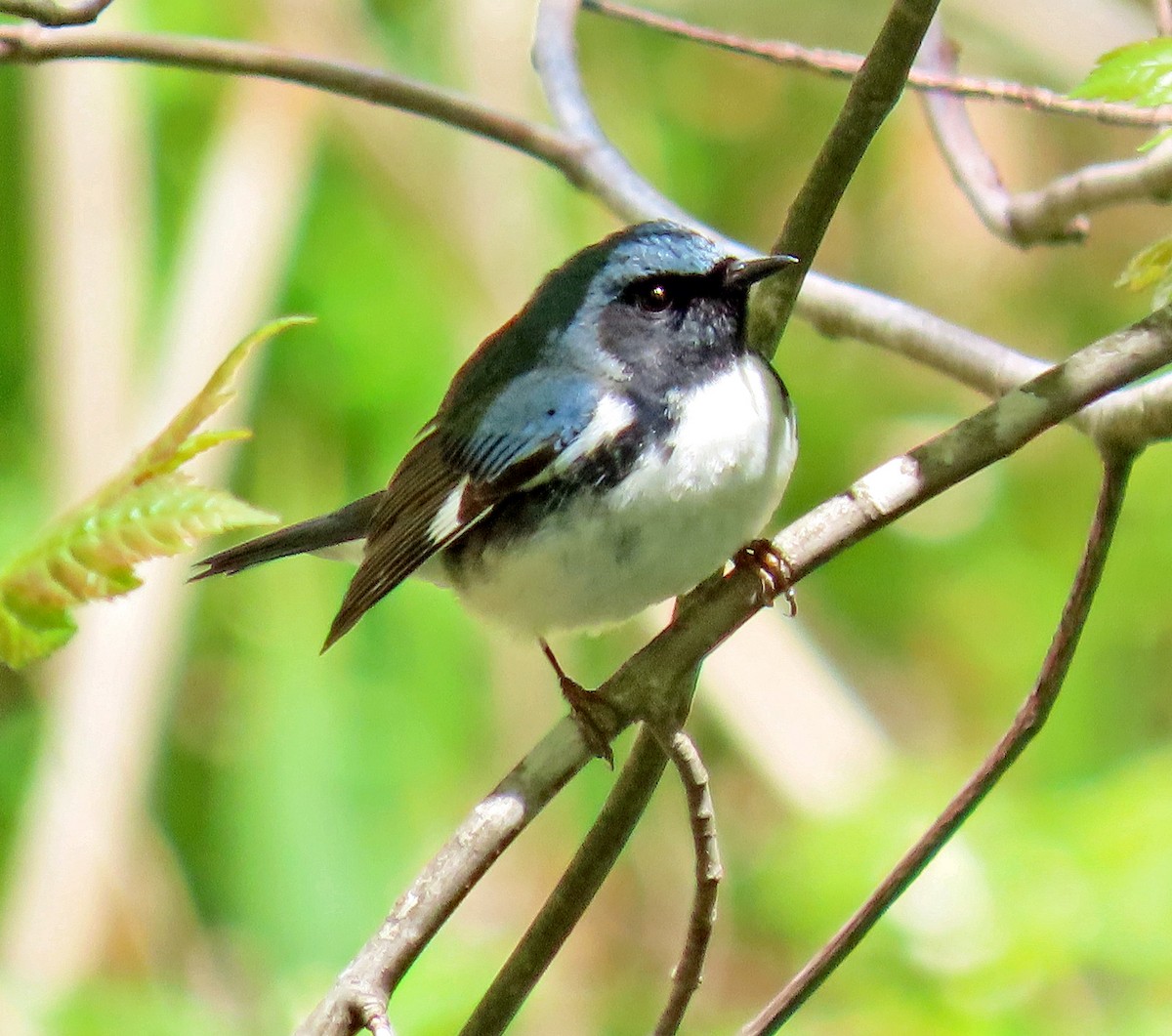 Black-throated Blue Warbler - Shilo McDonald