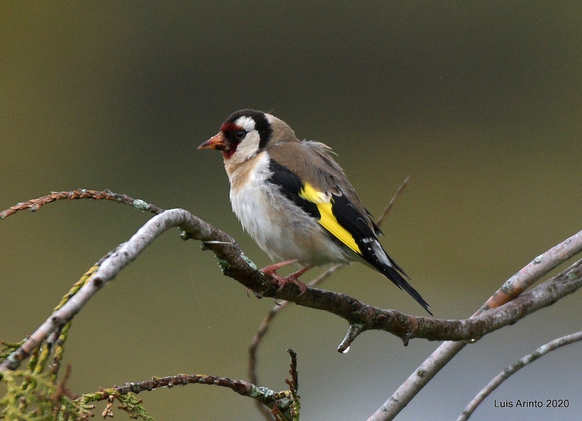 European Goldfinch - Luis Arinto