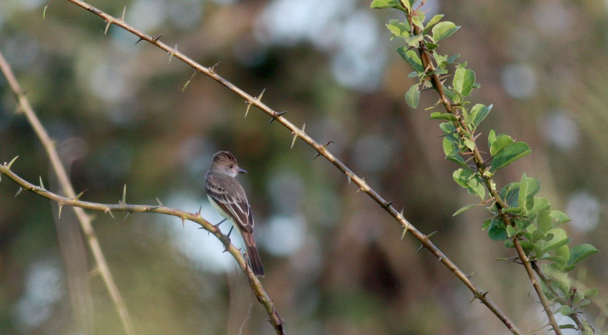 Brown-crested Flycatcher (South American) - ML23722461