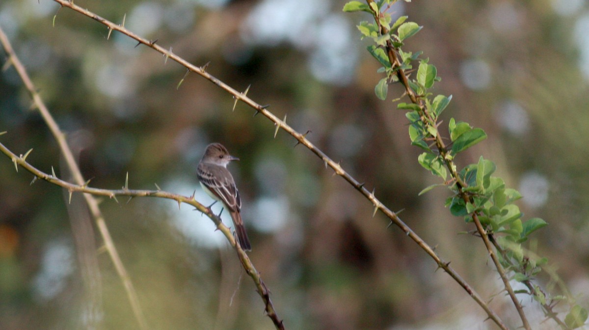 Brown-crested Flycatcher (South American) - ML23722471