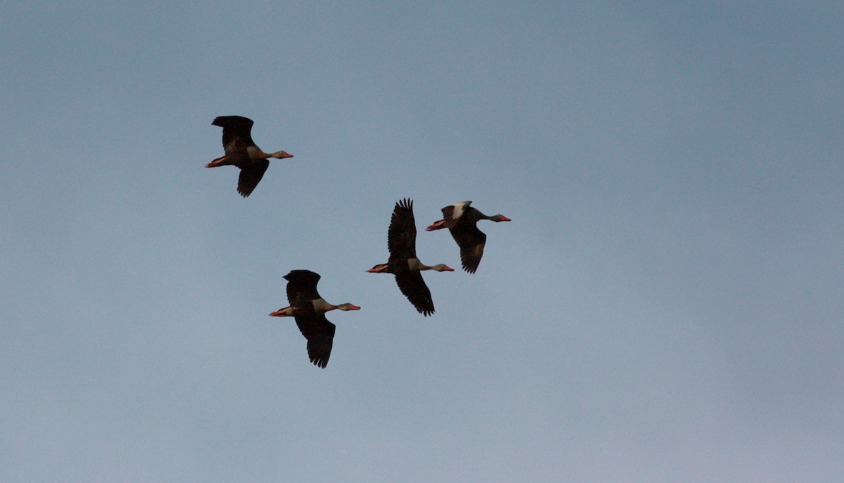 Black-bellied Whistling-Duck (autumnalis) - ML23722881