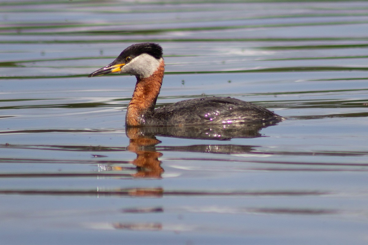 Red-necked Grebe - ML237234541