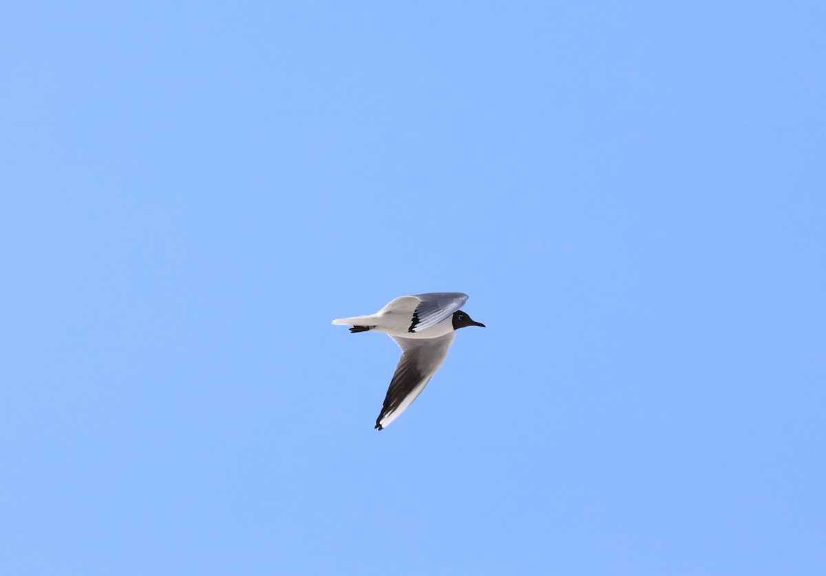 Mouette rieuse - ML237234871