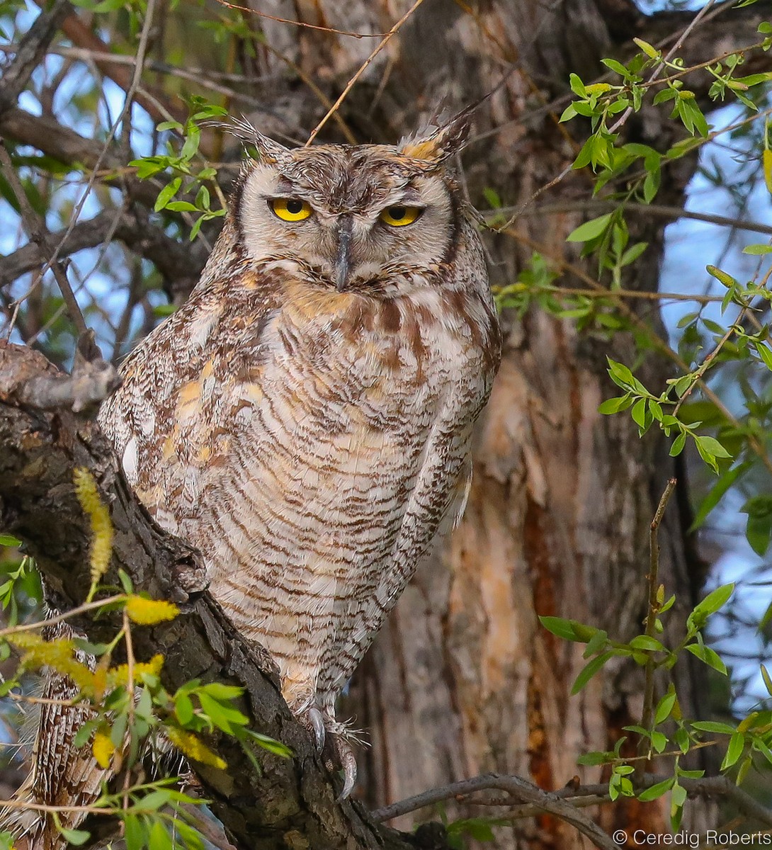 Great Horned Owl - ML237235111