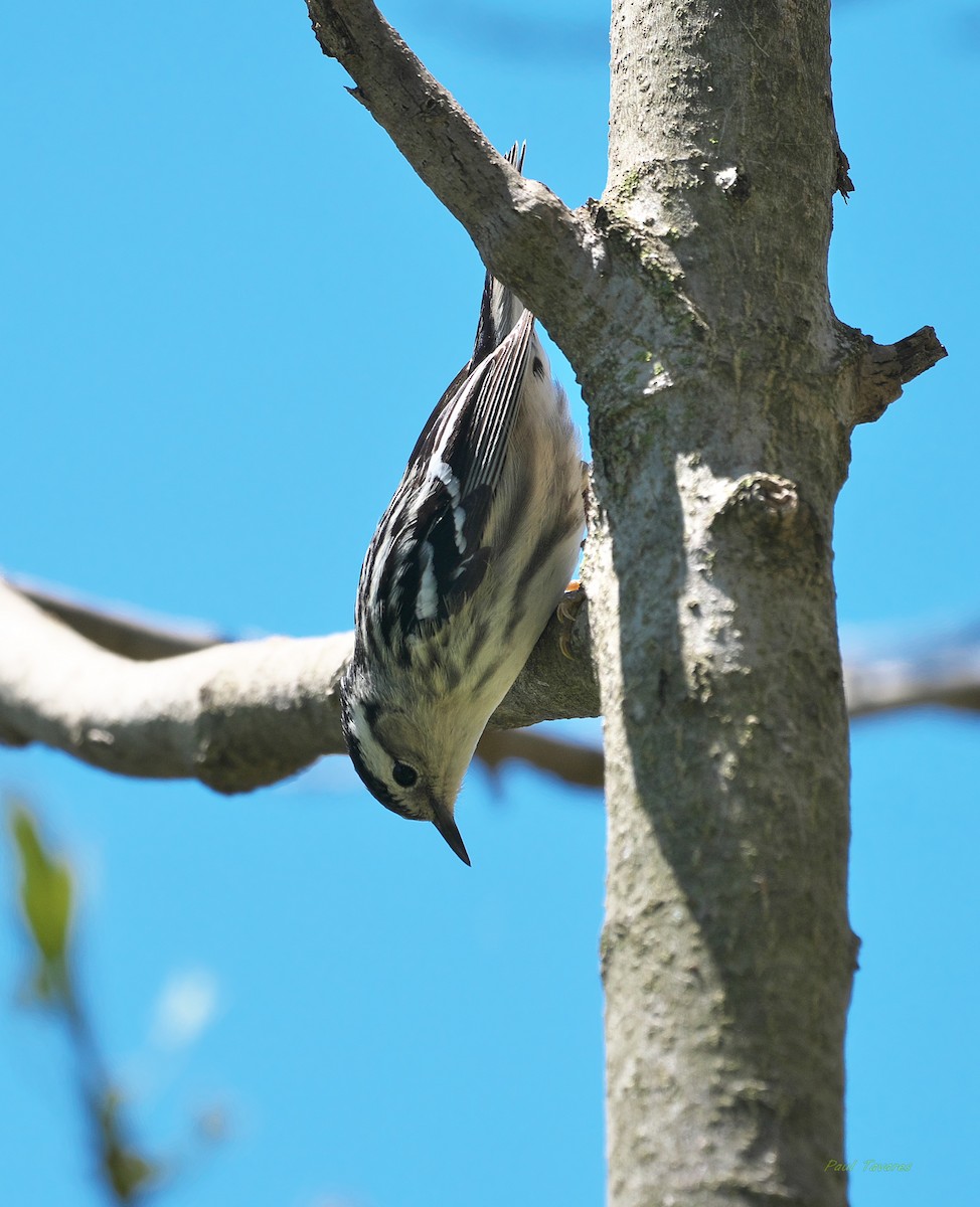 Black-and-white Warbler - ML237235761