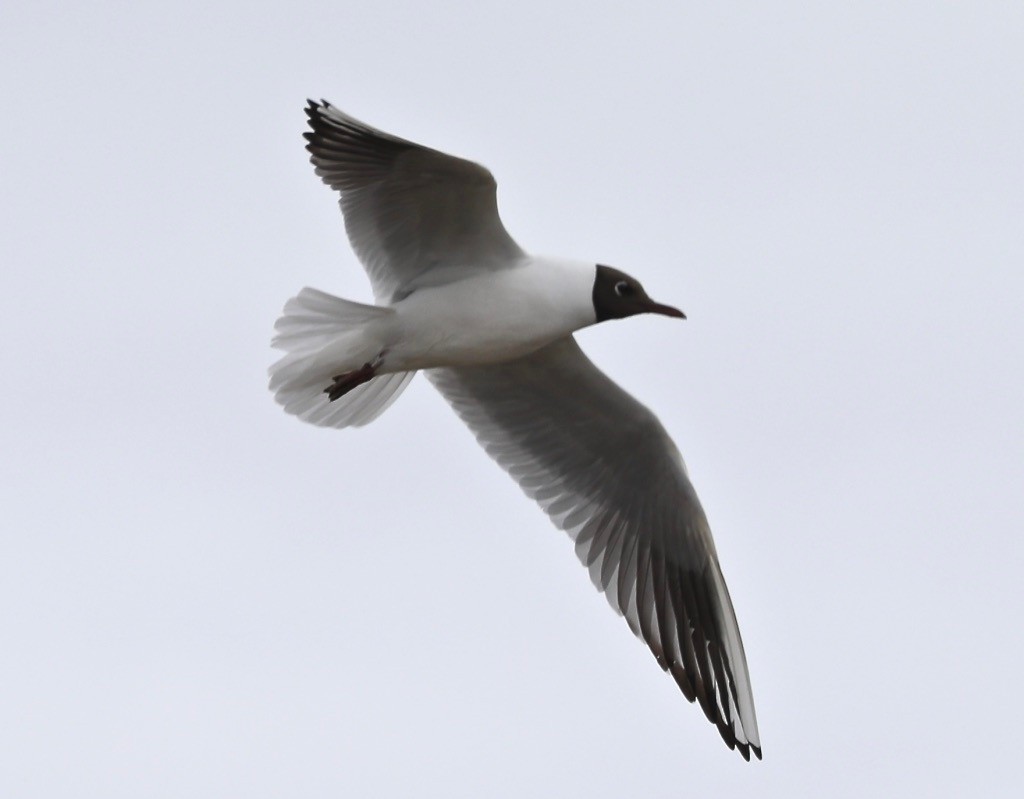 Mouette rieuse - ML237239591