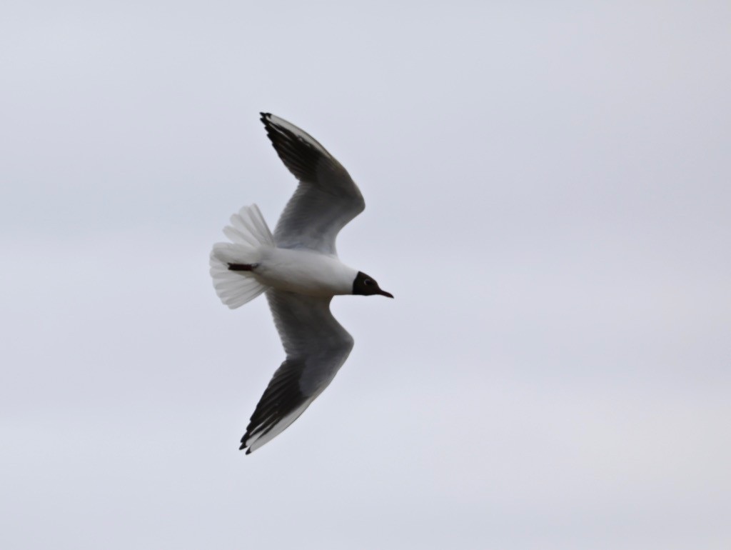 Mouette rieuse - ML237239691
