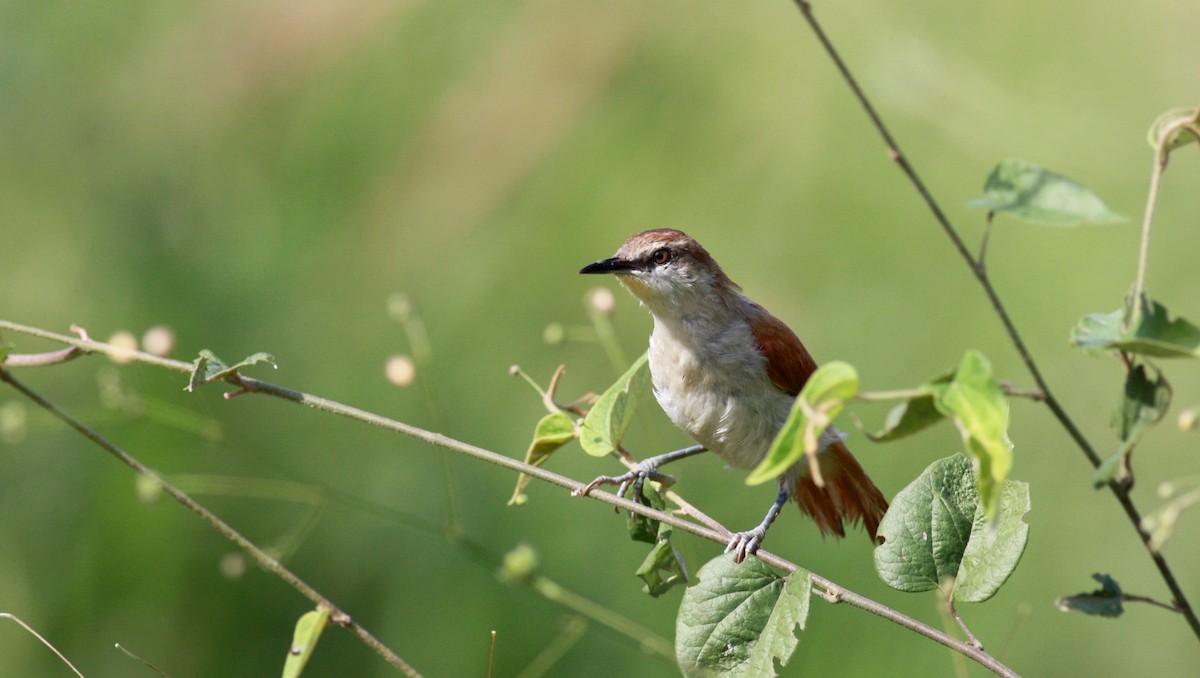 Yellow-chinned Spinetail - ML23724131