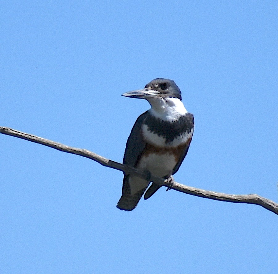 Belted Kingfisher - ML237243931