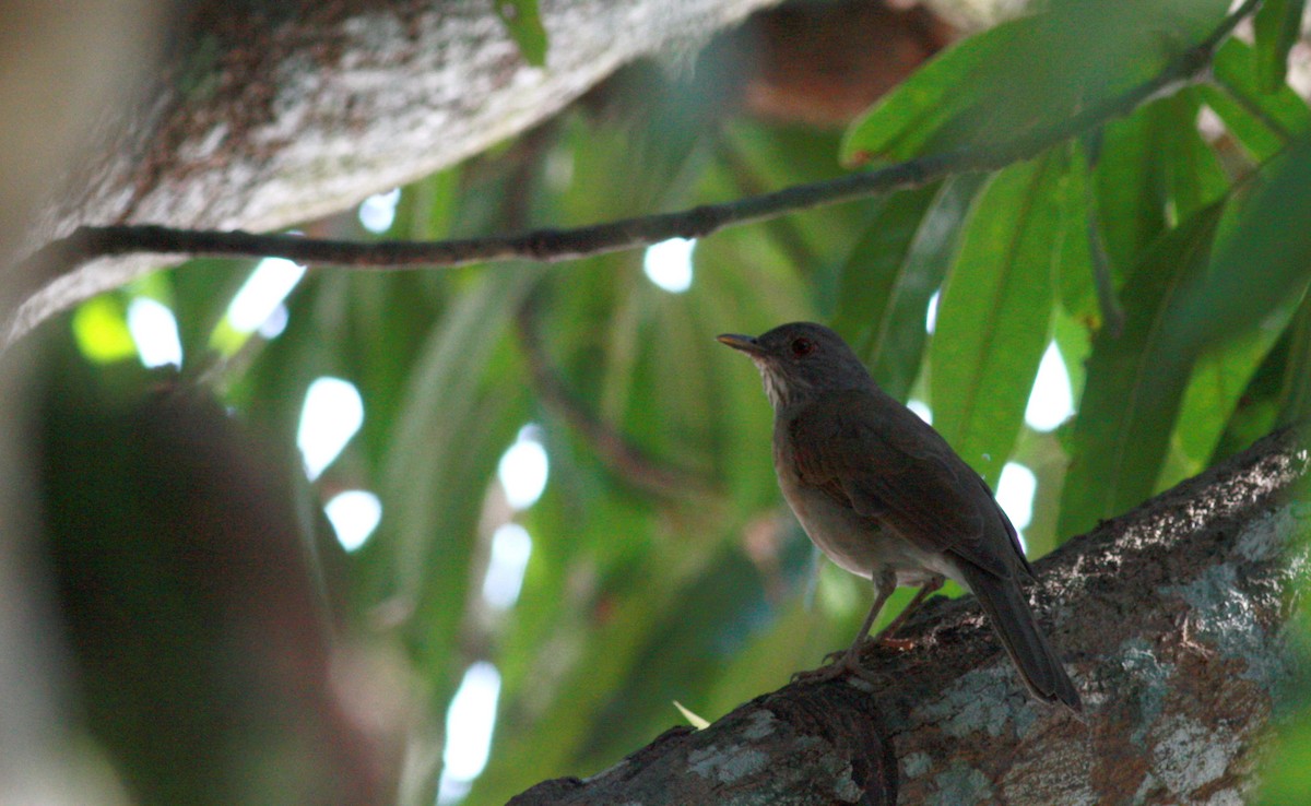 Pale-breasted Thrush - ML23724491