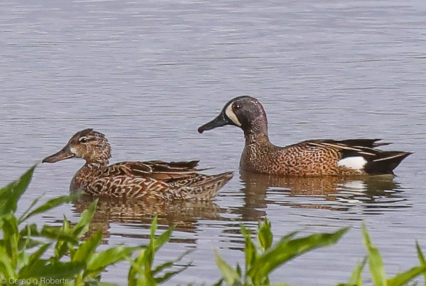 Blue-winged Teal - ML237246251