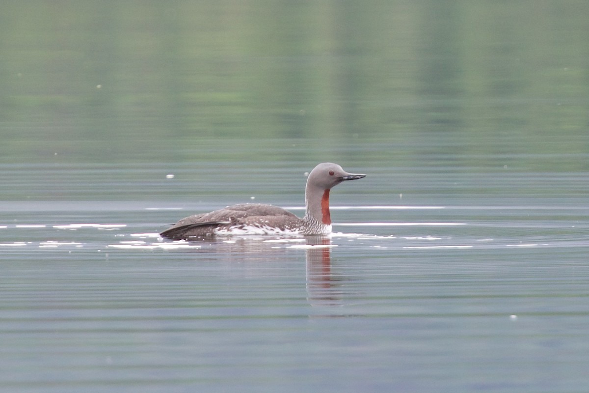 Red-throated Loon - Neil  McMurray