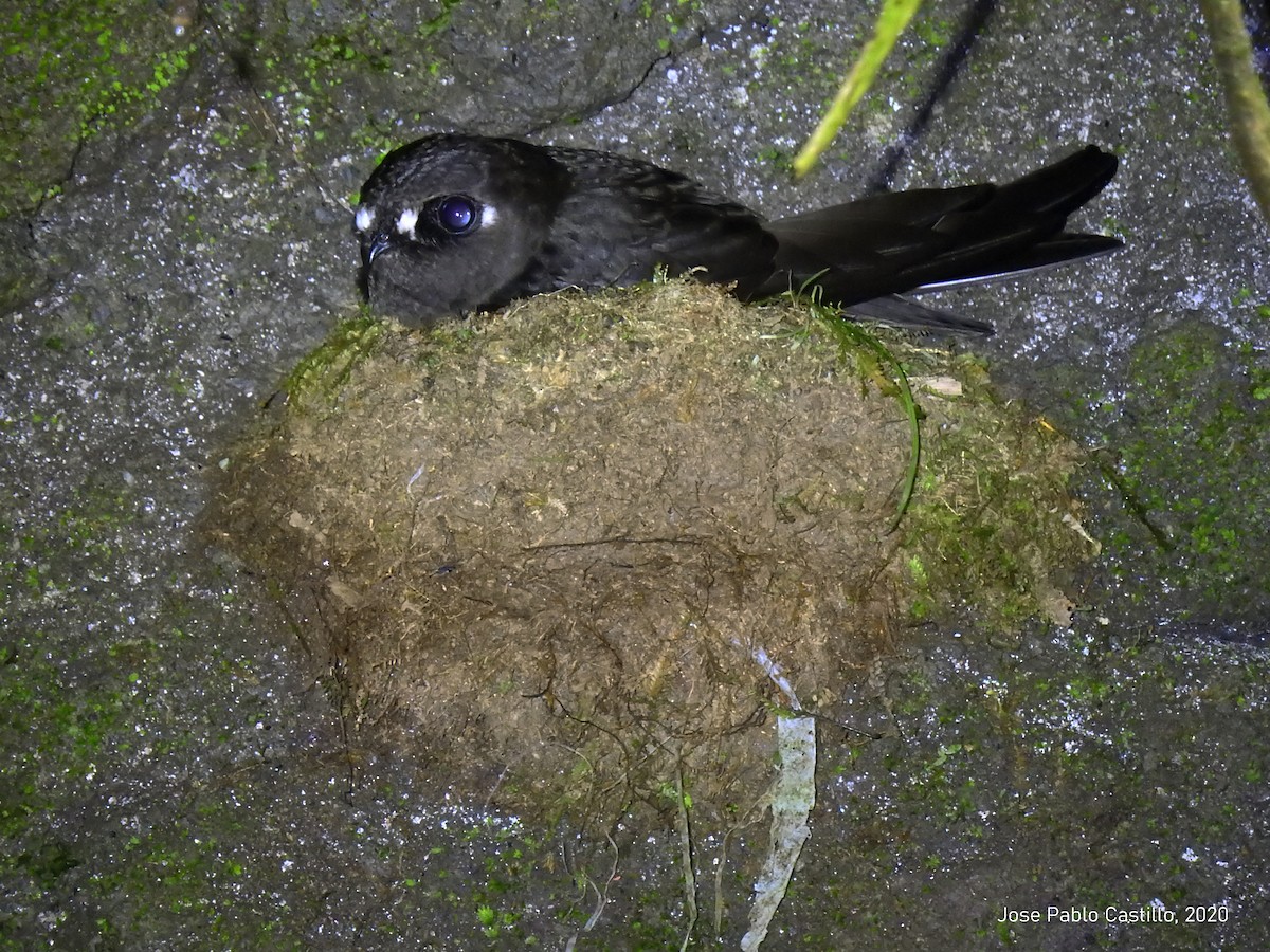 Spot-fronted Swift - ML237255731