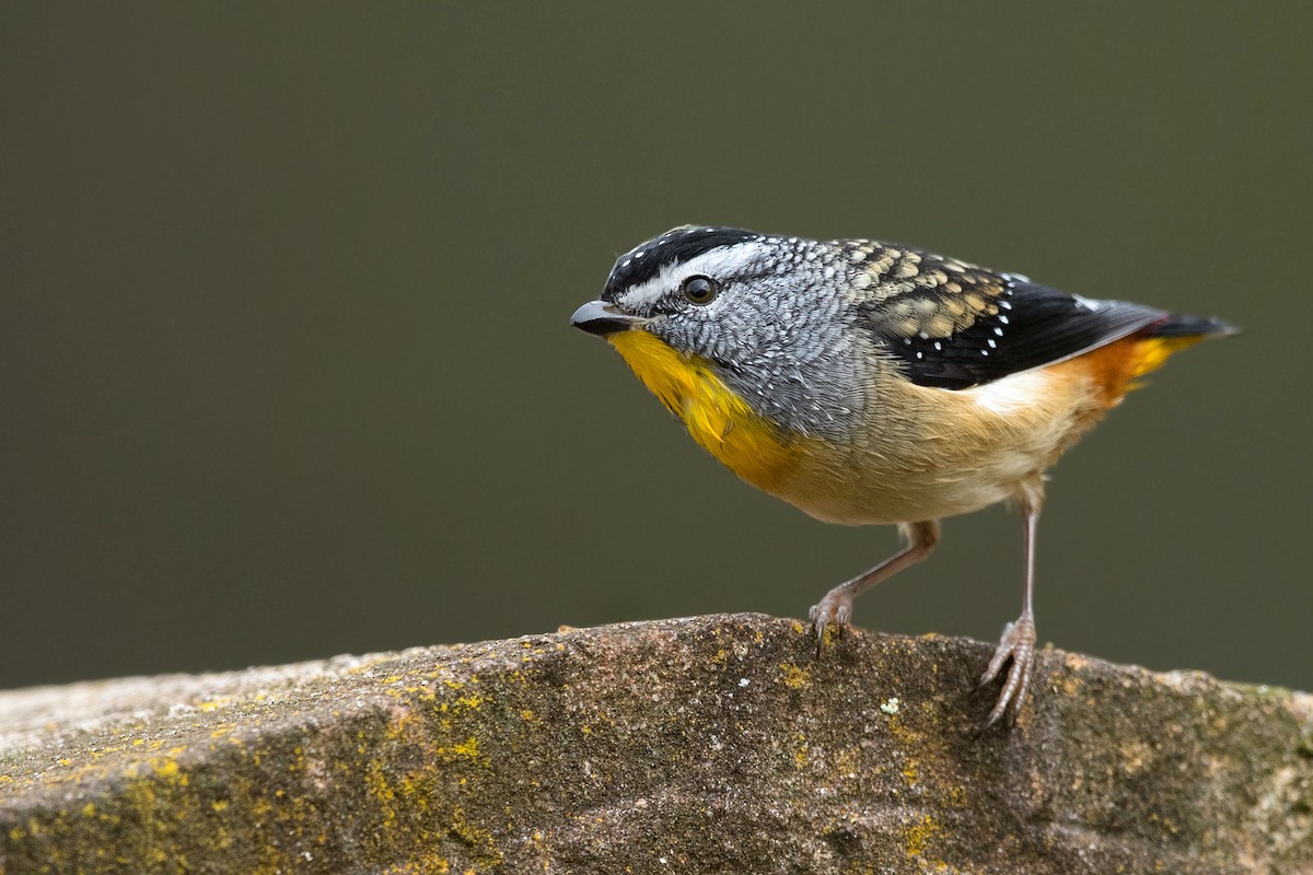 Spotted Pardalote (Spotted) - ML237264761
