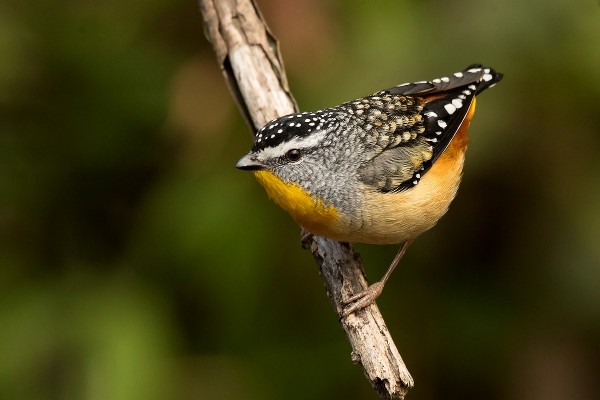 Spotted Pardalote (Spotted) - ML237264791