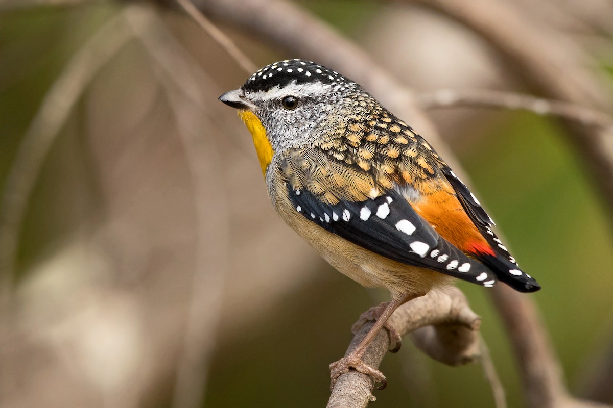 Spotted Pardalote (Spotted) - ML237264801