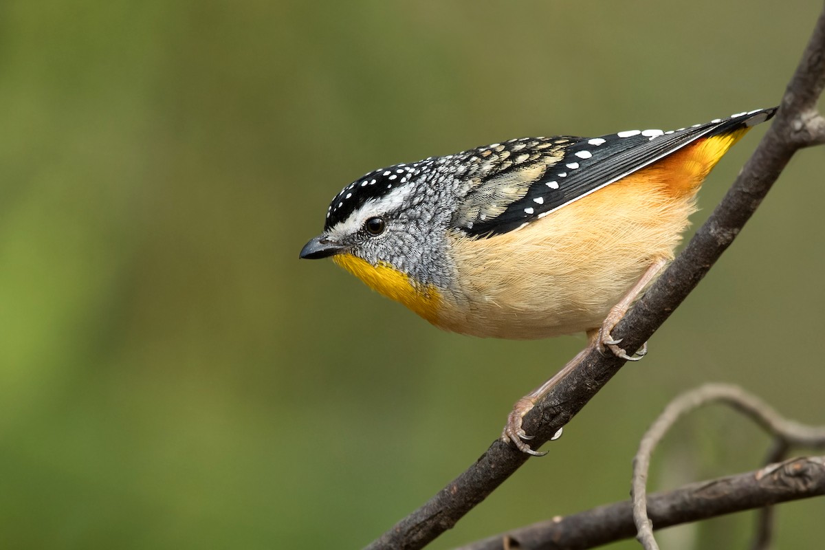 Spotted Pardalote (Spotted) - ML237264831