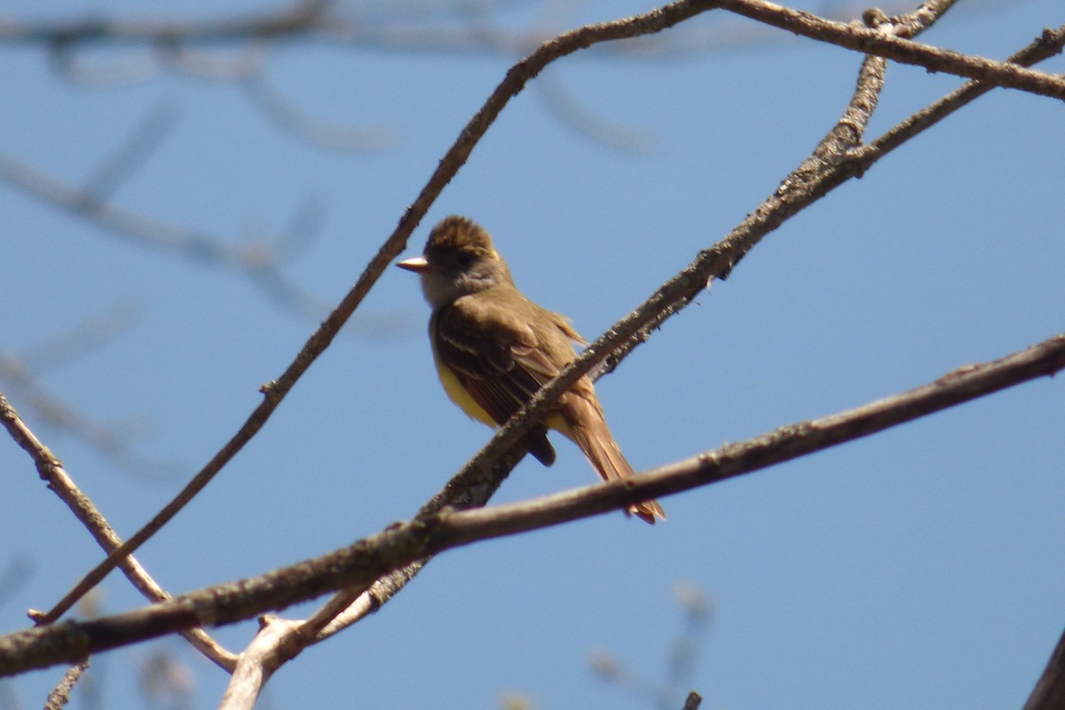 Great Crested Flycatcher - ML237267261