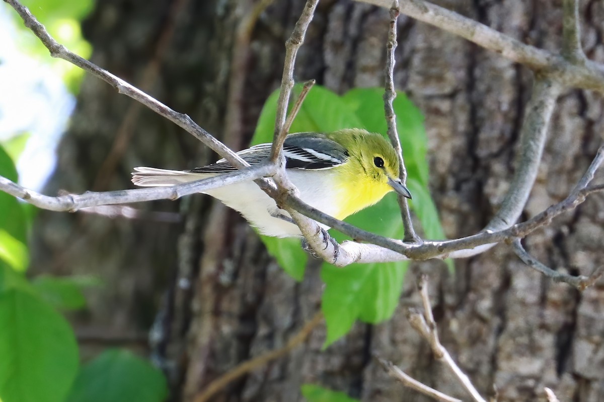 Yellow-throated Vireo - Suzanne O'Rourke