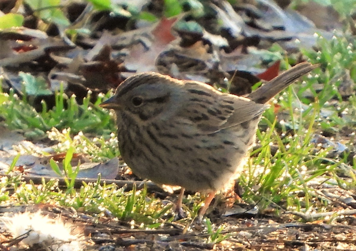 Lincoln's Sparrow - Joanne Muis Redwood