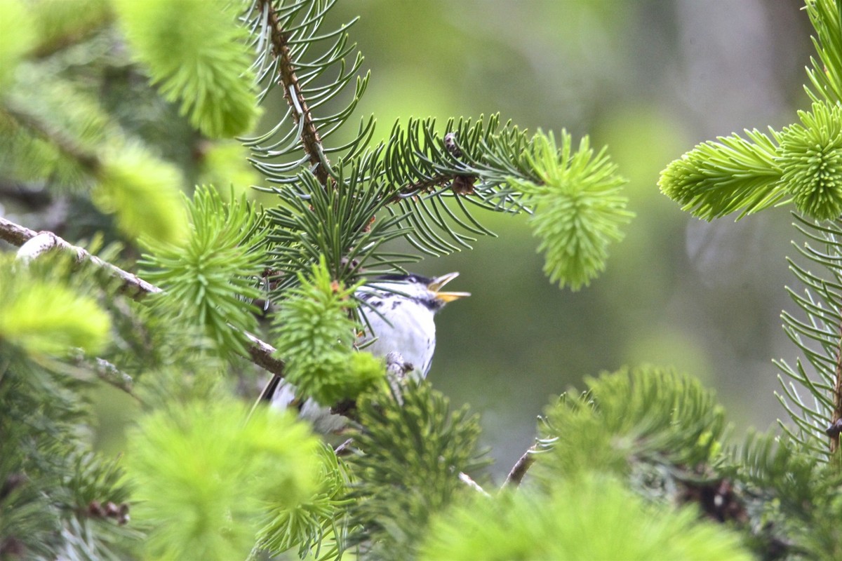 Blackpoll Warbler - Vickie Baily