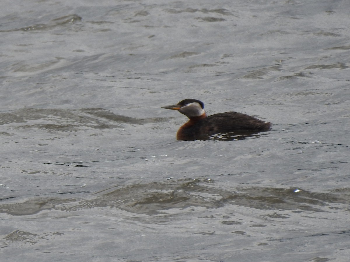 Red-necked Grebe - ML237272561