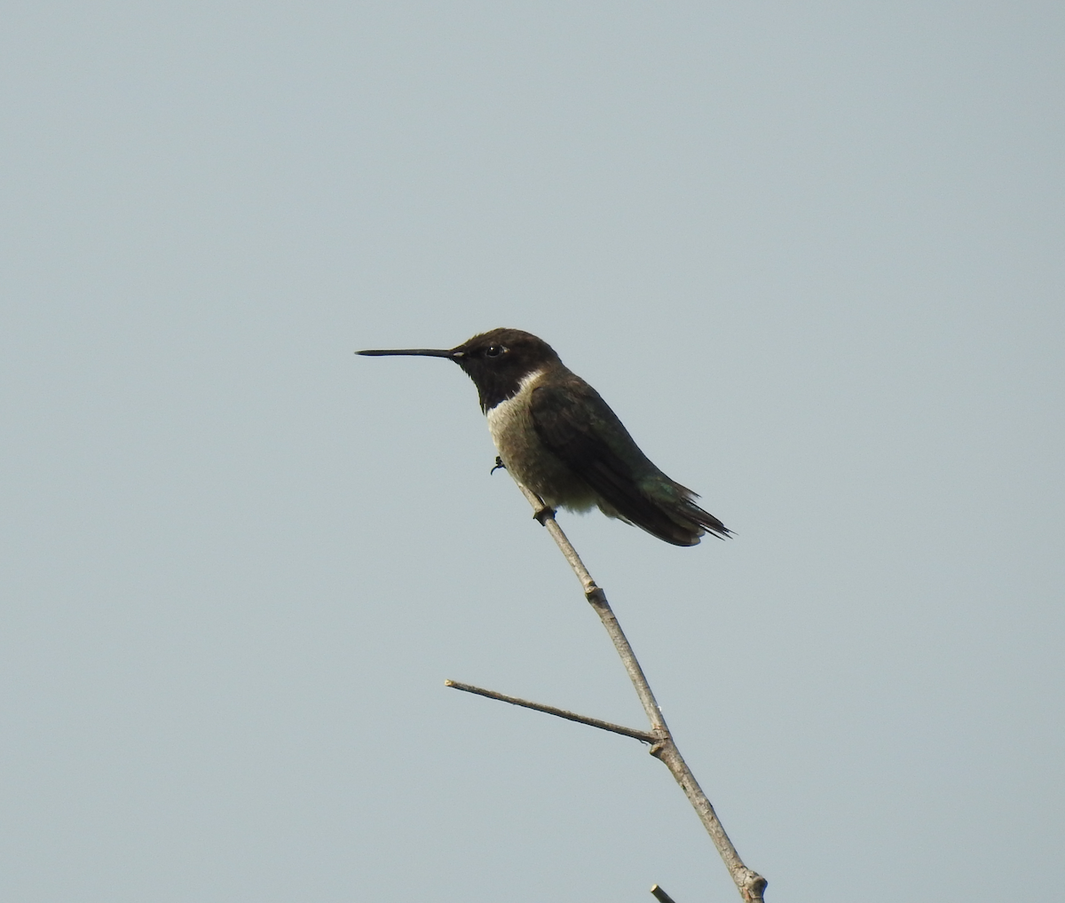 Black-chinned Hummingbird - Colby & Lauren