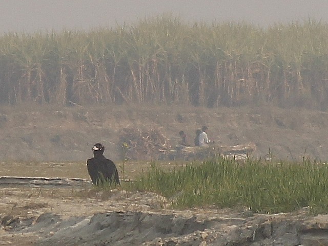 Nonbreeding habitat; Uttar Pradesh, India.&nbsp; - Cinereous Vulture - 