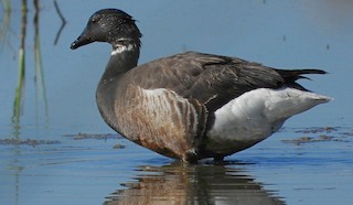Brant, ML237279001