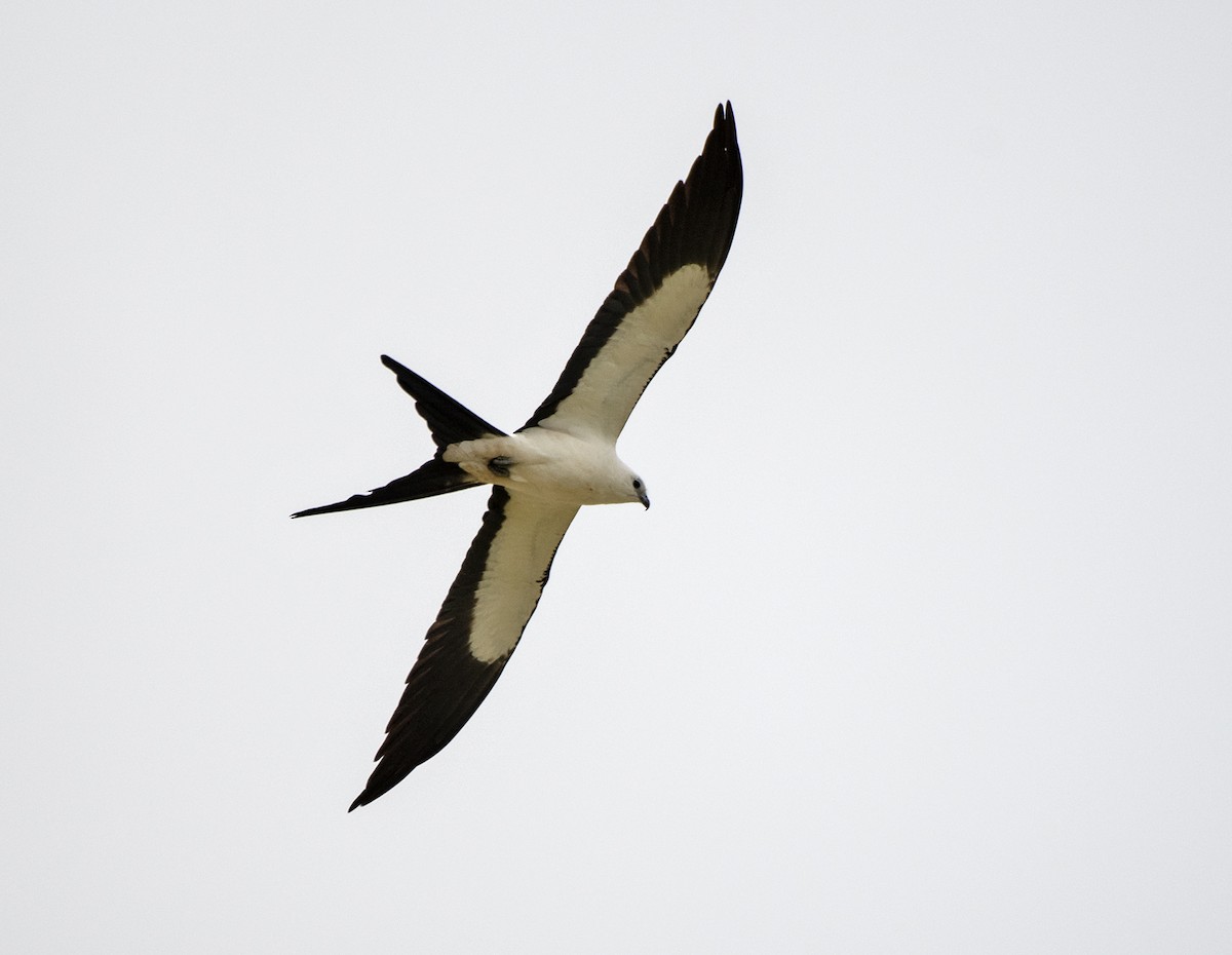 Swallow-tailed Kite - Larry Manfredi