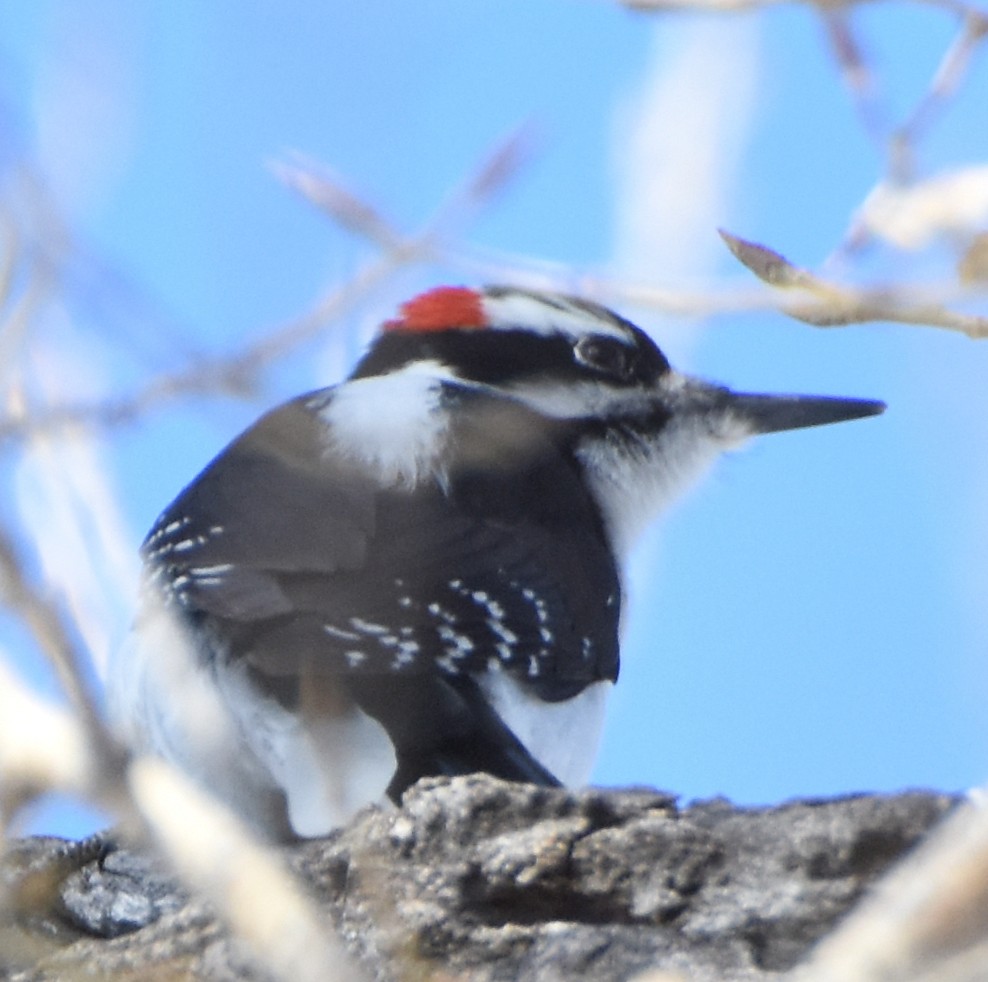 Hairy Woodpecker (Rocky Mts.) - ML23728691