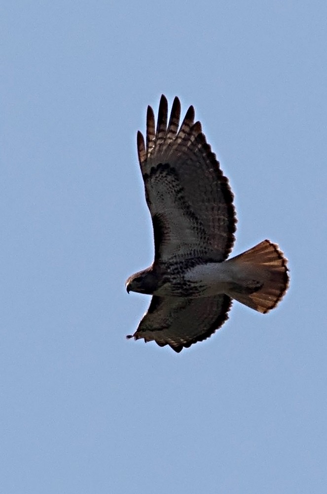 Red-tailed Hawk (umbrinus) - ML23728941
