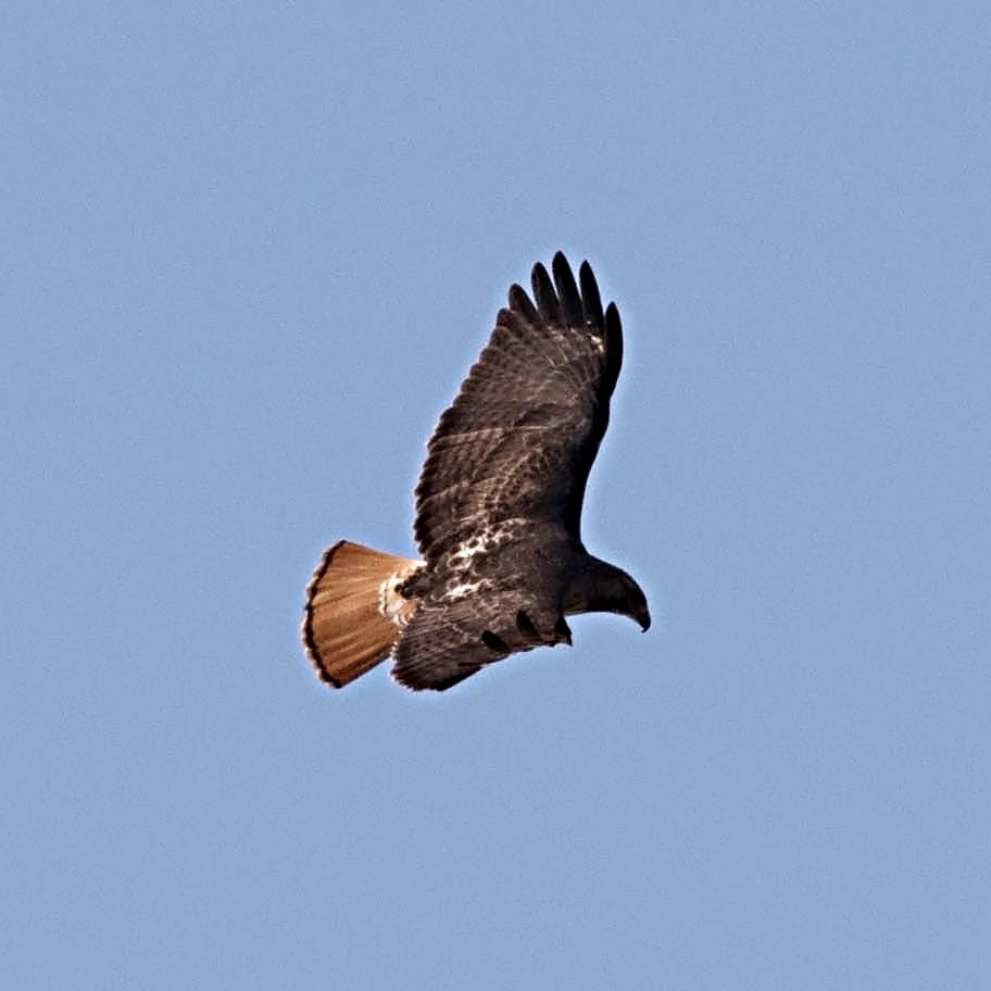 Red-tailed Hawk (umbrinus) - ML23728951