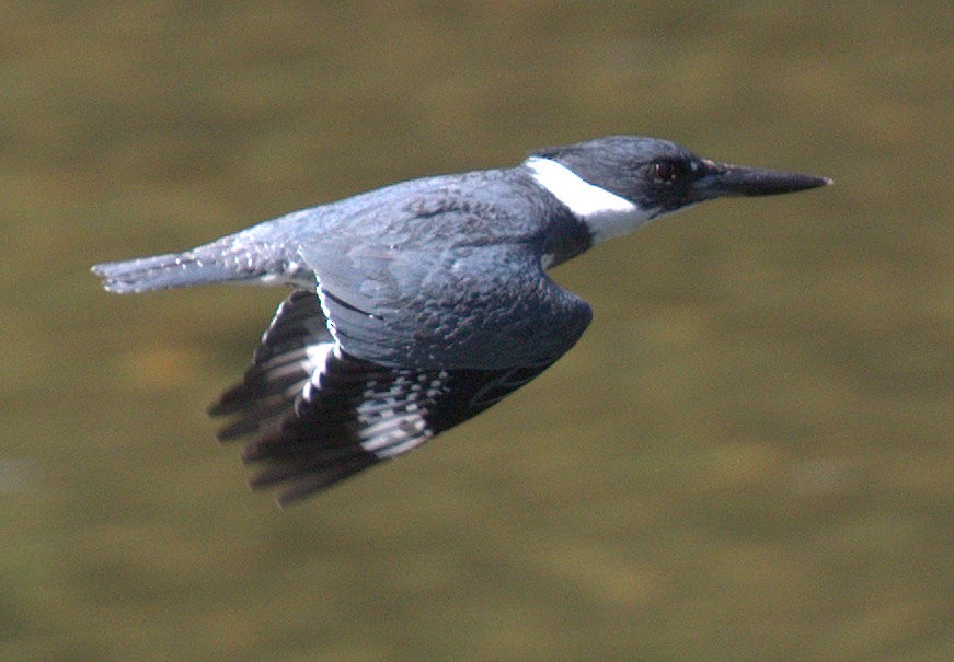 Belted Kingfisher - ML237290101