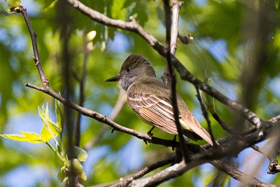 Great Crested Flycatcher - ML237290541