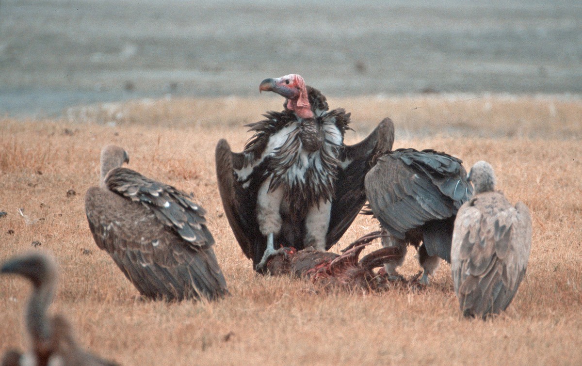 Lappet-faced Vulture - ML237293671